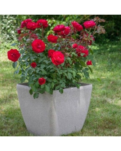 Rosier Mona Lisa (c)Meilland international 2