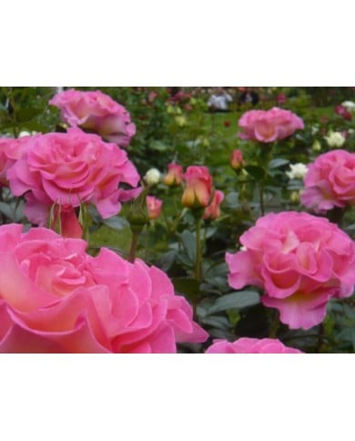 Rosier 'Pink Paradise' - ©Pépinières Georges Delbard
