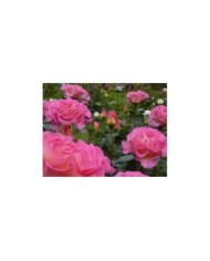 Rosier 'Pink Paradise' - ©Pépinières Georges Delbard