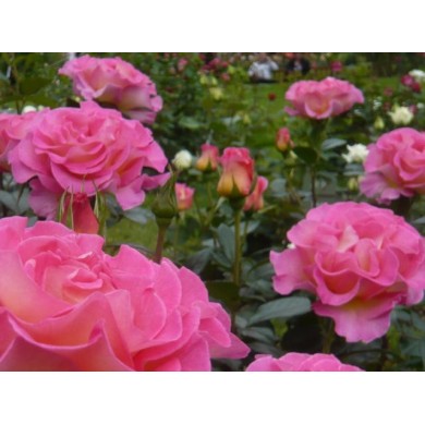 Rosier 'Pink Paradise' - ©Pépinières Georges Delbard