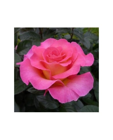 Rose 'Pink Paradise' - ©Pépinières Georges Delbard