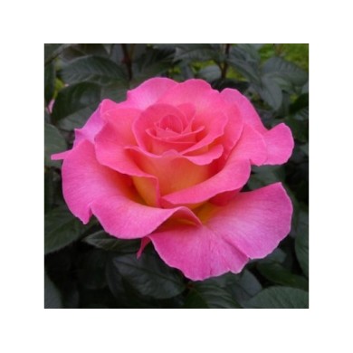 Rose 'Pink Paradise' - ©Pépinières Georges Delbard