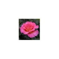 Rose 'Pink Paradise' - ©Pépinières Georges Delbard