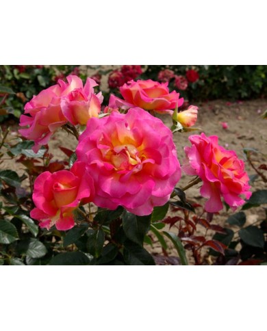 Rose 'Pink Paradise' - ©Pépinières Georges Delbard