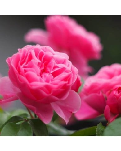 Rose 'Léonard de Vinci' (M's photography / flickr.com)