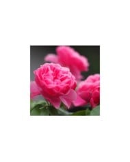 Rose 'Léonard de Vinci' (M's photography / flickr.com)