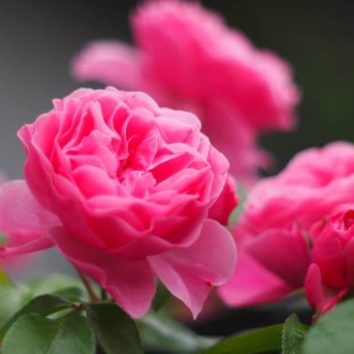 Rose 'Léonard de Vinci' (M's photography / flickr.com)