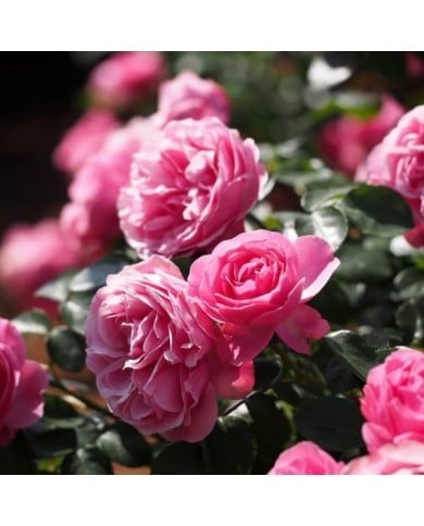 Rosier à fleurs roses et doubles Léonard de Vinci (T.Liya / flickr.com)