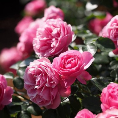 Rosier à fleurs roses et doubles Léonard de Vinci (T.Liya / flickr.com)