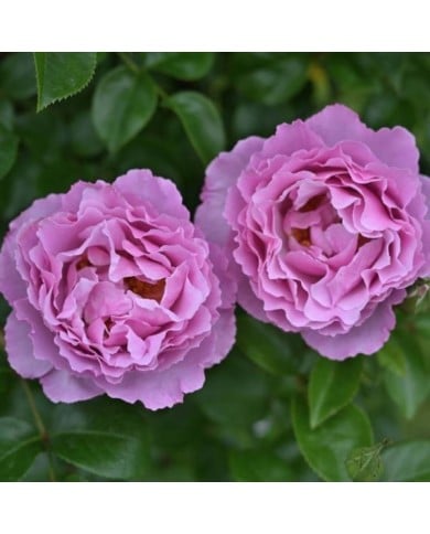Rosier à grandes fleurs ALEXANDRA DAVID NEEL® (Delbard)