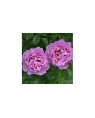 Rosier à grandes fleurs ALEXANDRA DAVID NEEL® (Delbard)