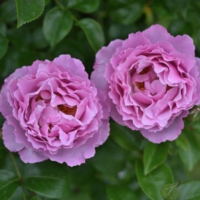 Rosier à grandes fleurs ALEXANDRA DAVID NEEL® (Delbard)