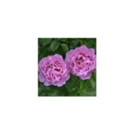 Rosier à grandes fleurs ALEXANDRA DAVID NEEL® (Delbard)