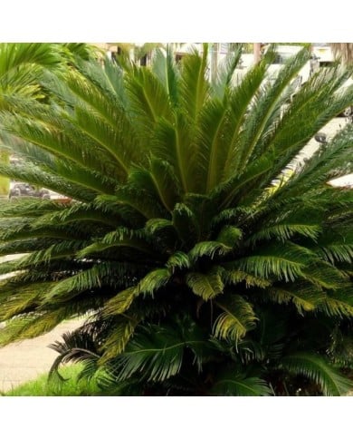Cycas du Japon