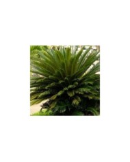 Cycas du Japon