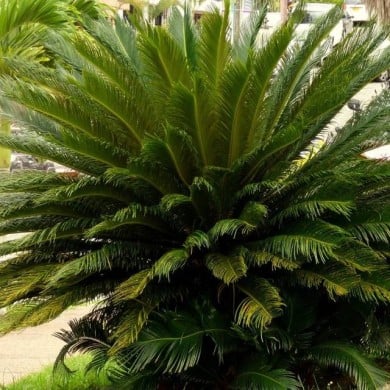 Cycas du Japon