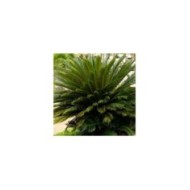 Cycas du Japon