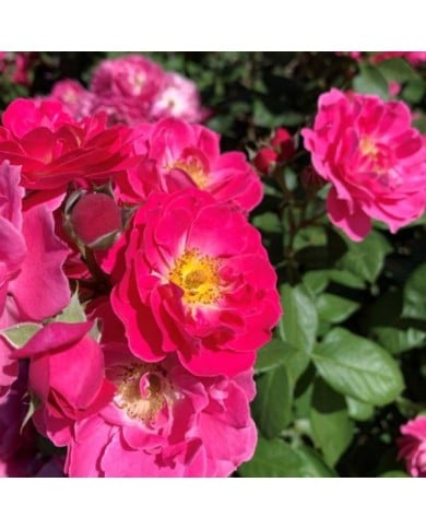 Rosier à fleurs groupées Bordure Magenta® 'Delgenta' (Delbard)