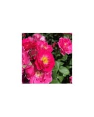 Rosier à fleurs groupées Bordure Magenta® 'Delgenta' (Delbard)
