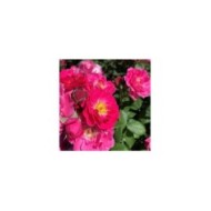 Rosier à fleurs groupées Bordure Magenta® 'Delgenta' (Delbard)