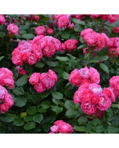 Rosier à fleurs groupées Bordure Magenta® 'Delgenta' (Delbard)