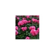 Rosier à fleurs groupées Bordure Magenta® 'Delgenta' (Delbard)