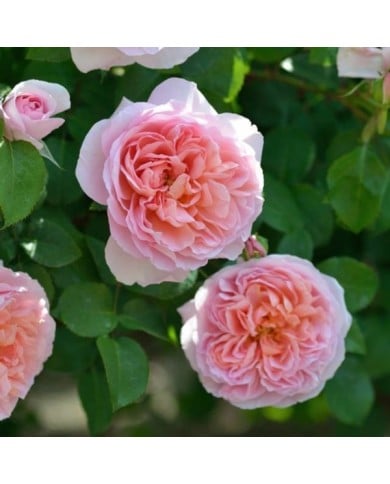 Rosier à fleurs groupées Dames de Chenonceau® (Delbard)