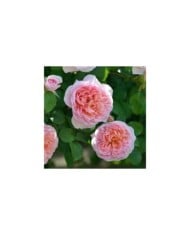 Rosier à fleurs groupées Dames de Chenonceau® (Delbard)