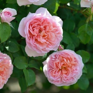Rosier à fleurs groupées Dames de Chenonceau® (Delbard)