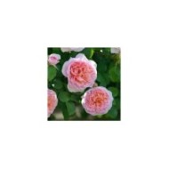 Rosier à fleurs groupées Dames de Chenonceau® (Delbard)