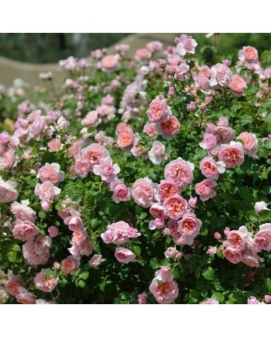 Rosier à fleurs groupées Dames de Chenonceau® (Delbard)