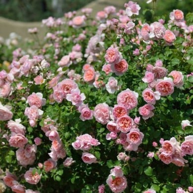 Rosier à fleurs groupées Dames de Chenonceau® (Delbard)