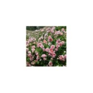 Rosier à fleurs groupées Dames de Chenonceau® (Delbard)