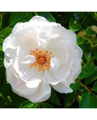 Rosier à fleurs groupées Dominique Loiseau® (Delbard)