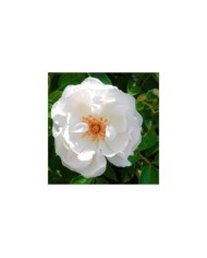 Rosier à fleurs groupées Dominique Loiseau® (Delbard)