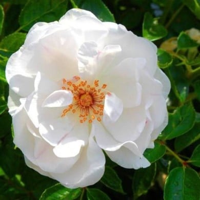 Rosier à fleurs groupées Dominique Loiseau® (Delbard)