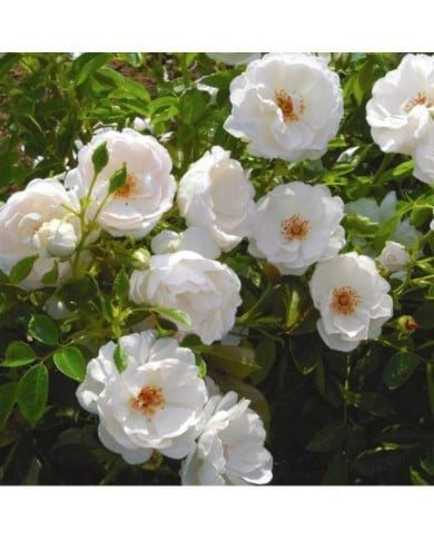 Rosier à fleurs groupées Dominique Loiseau® (Delbard)