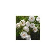 Rosier à fleurs groupées Dominique Loiseau® (Delbard)