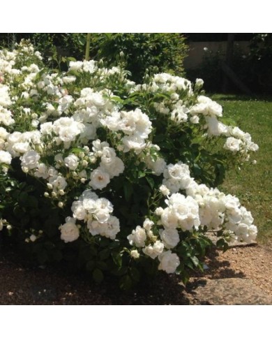 Rosier à fleurs groupées Dominique Loiseau® (Delbard)