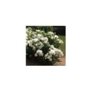 Rosier à fleurs groupées Dominique Loiseau® (Delbard)