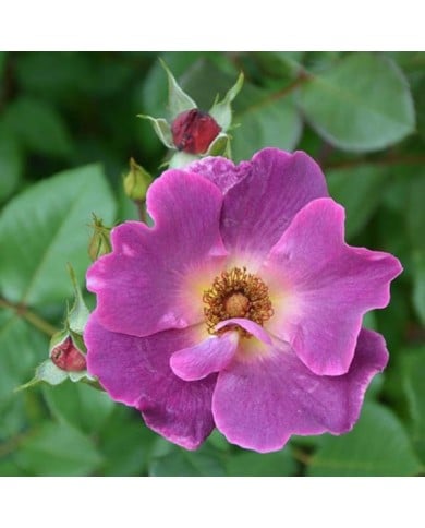 Rosier à fleurs groupées Eglantina® (Georges Delbard)