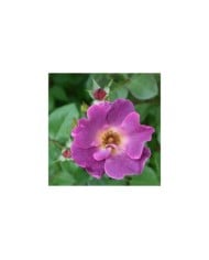 Rosier à fleurs groupées Eglantina® (Georges Delbard)