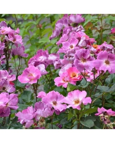 Rosier à fleurs groupées Eglantina® (Georges Delbard)