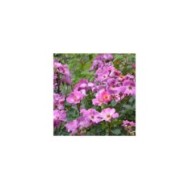 Rosier à fleurs groupées Eglantina® (Georges Delbard)