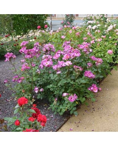 Rosier à fleurs groupées Eglantina® (Georges Delbard)