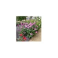 Rosier à fleurs groupées Eglantina® (Georges Delbard)