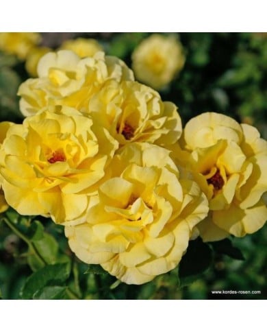 Rosier à fleurs groupées Friesia® (Kordes Rosen)