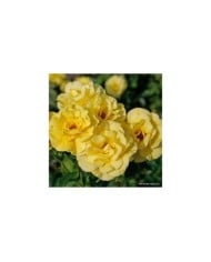 Rosier à fleurs groupées Friesia® (Kordes Rosen)