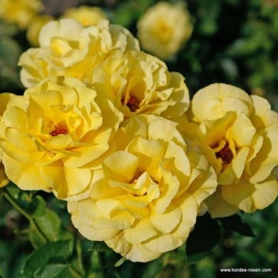 Rosier à fleurs groupées Friesia® (Kordes Rosen)