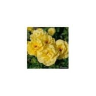 Rosier à fleurs groupées Friesia® (Kordes Rosen)